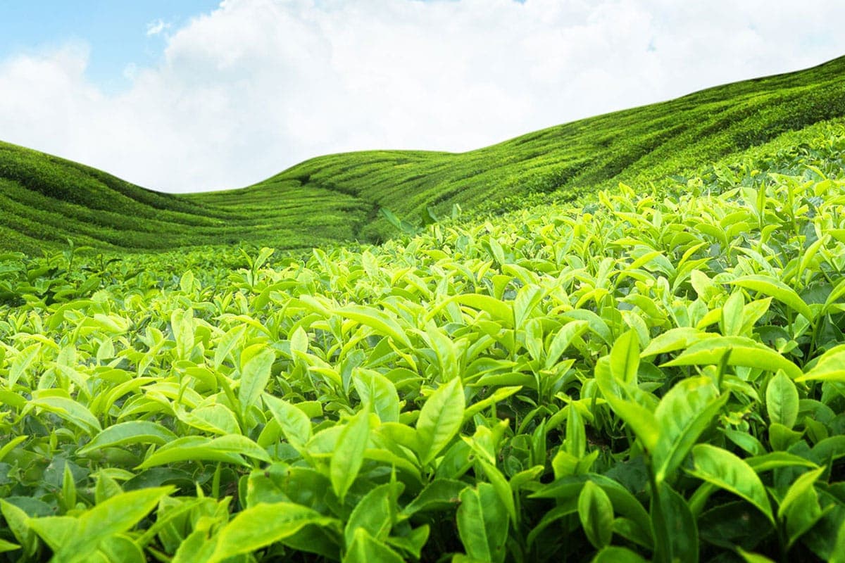 Tea landscape in Nuwara Eliya
