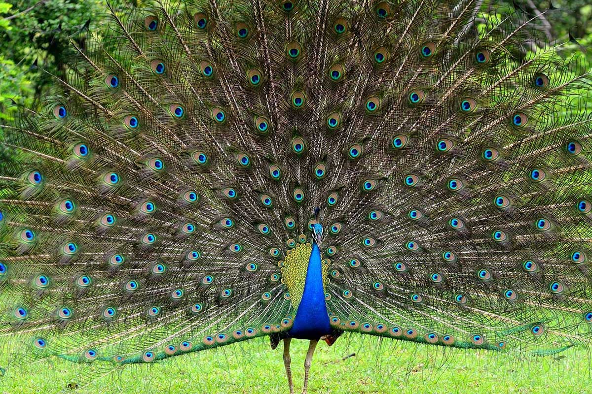 Peacock in Yala National Park